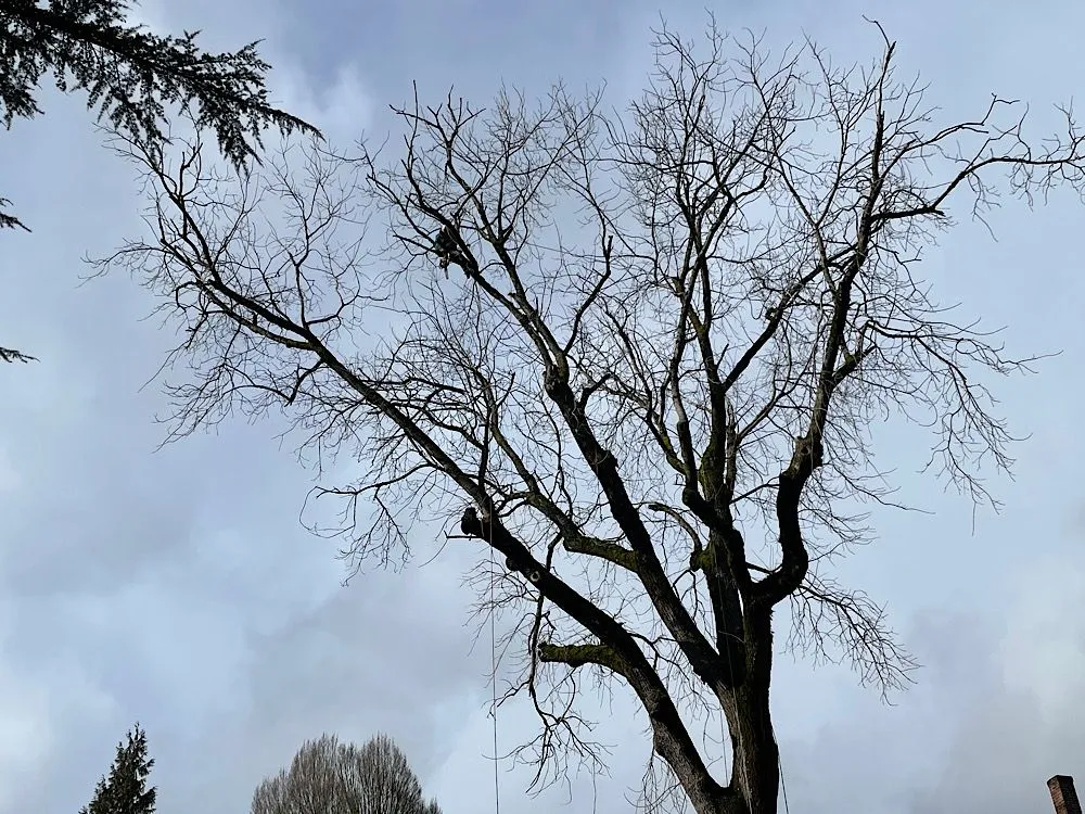 Top-rated landscape design for year-round maintenance across Portland, OR - Sun Bear Tree Care