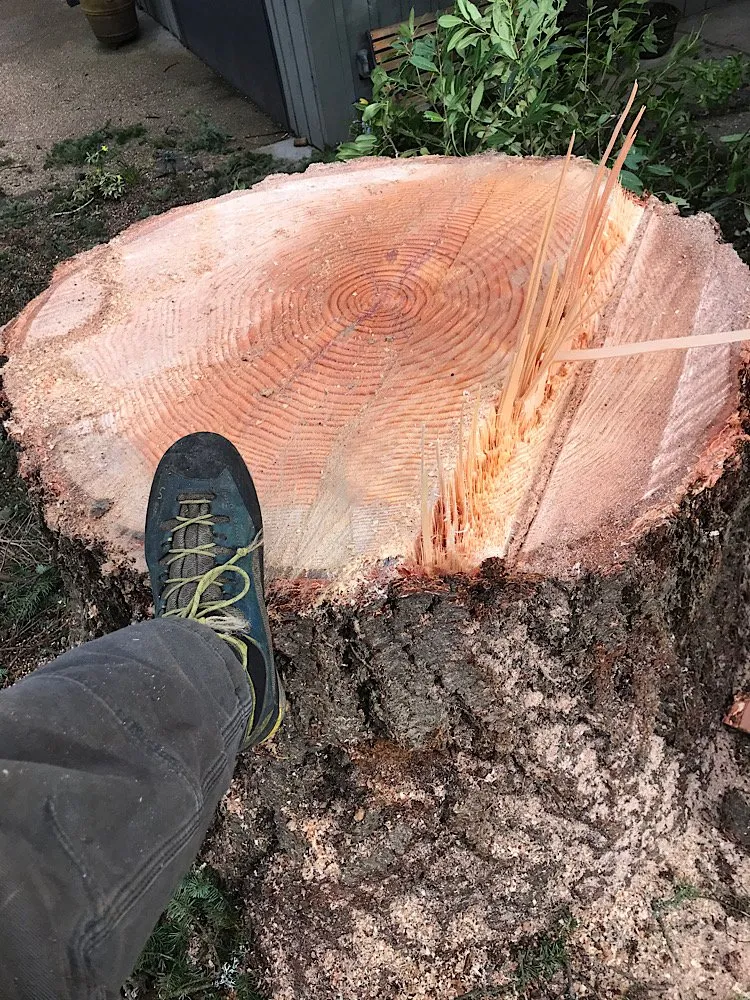 Affordable lawn mowing service in Portland, OR by Sun Bear Tree Care