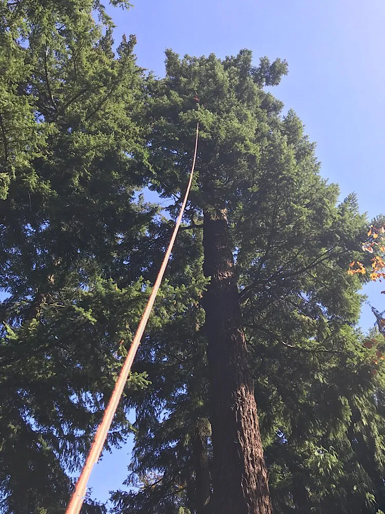 Top-rated yard maintenance in Portland, OR - Sun Bear Tree Care