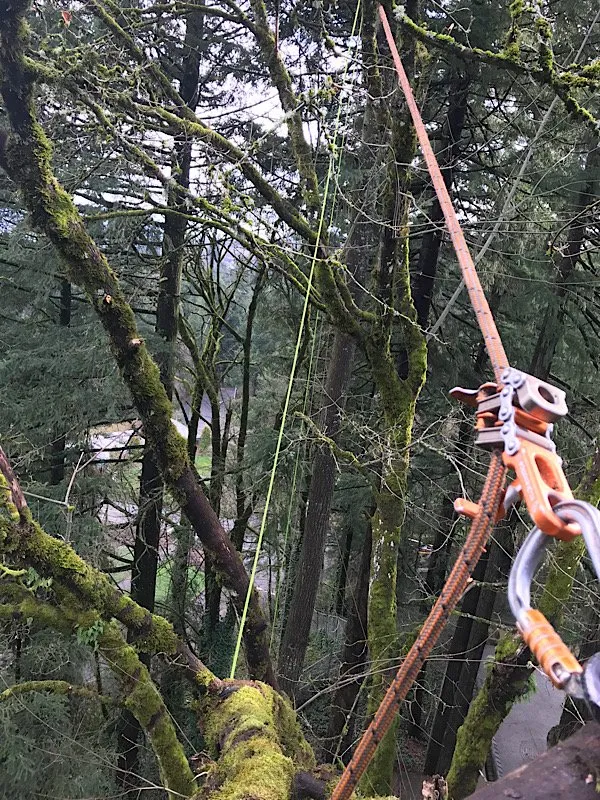 Expert garden landscaping experts serving Portland, OR - Sun Bear Tree Care