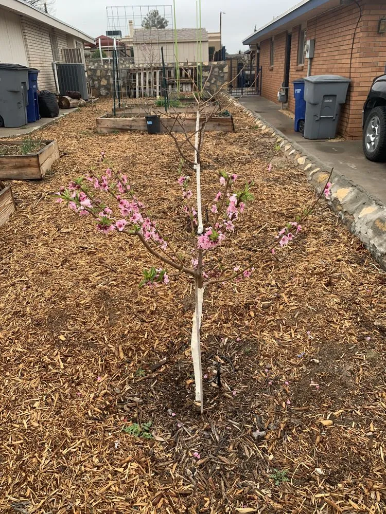 Reliable yard cleanup service experts serving El Paso, TX - Sun City Lawn Care