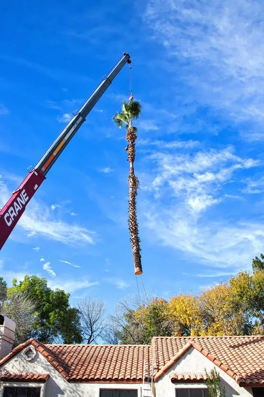 Professional yard maintenance for residential properties in Sun City, AZ by Sun City Tree Service Pros