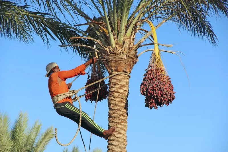 Reliable garden landscaping in Sun City, AZ - Sun City Tree Service Pros