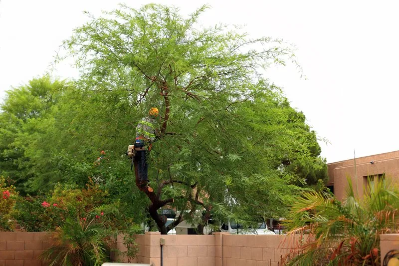 Custom yard maintenance in Sun City, AZ - Sun City Tree Service Pros