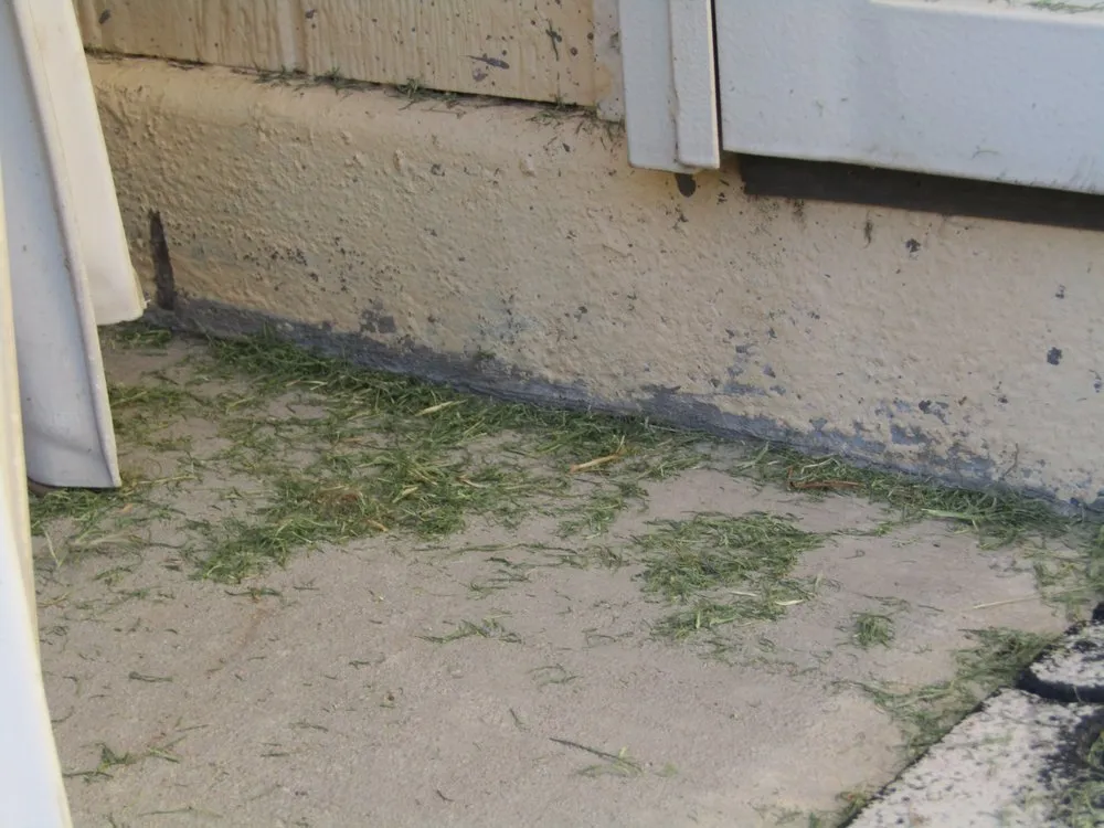 Professional lawn care service in Phoenix, AZ - Sun Country Landscape