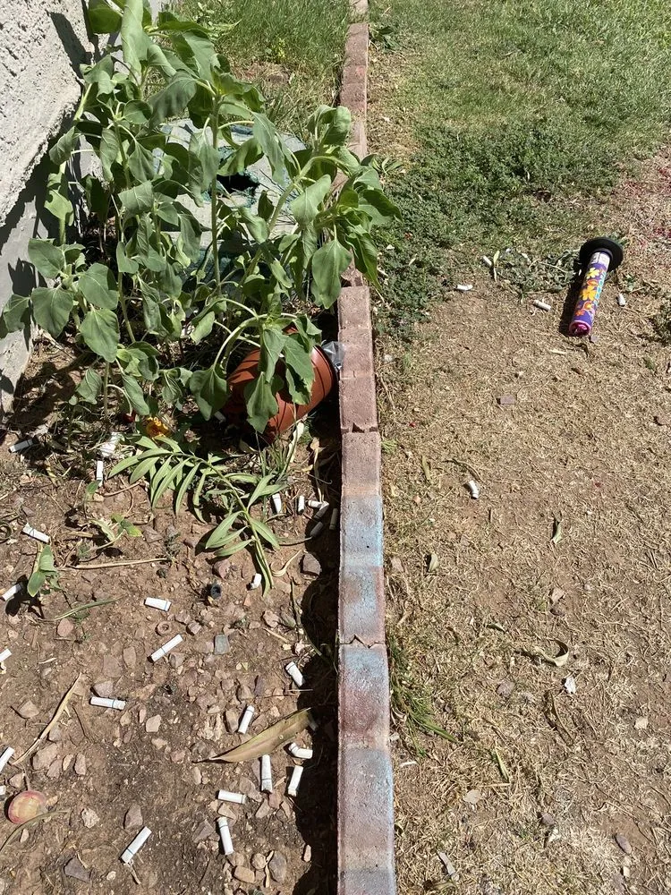 Professional landscaping services for residential properties in Phoenix, AZ by Sun Country Landscape