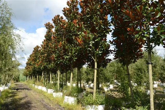 Top-rated lawn mowing service in Valrico, FL - Sun Environmental of Southwest Florida