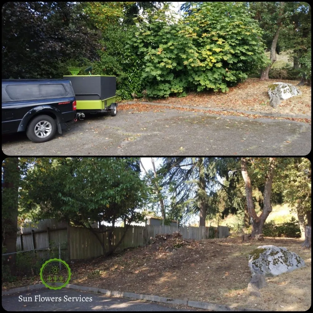 Reliable lawn care service for homes across Burien, WA - Sun flowers services