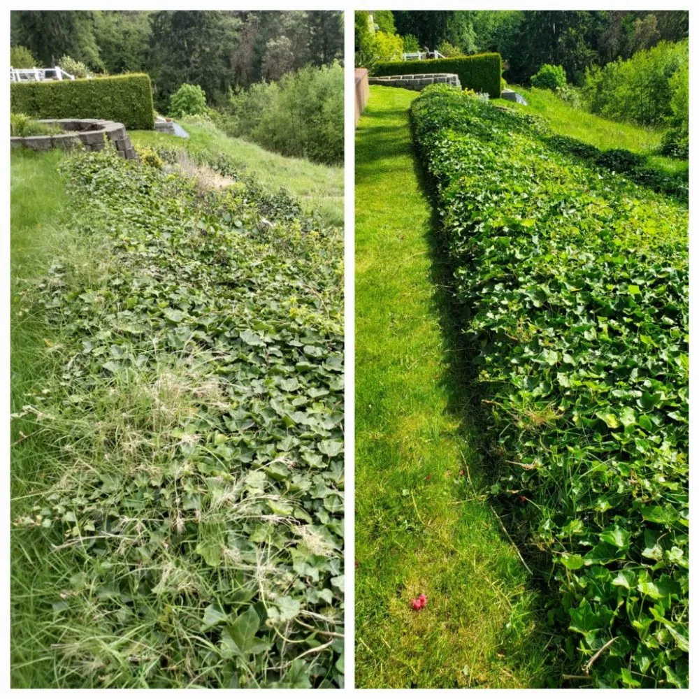 Local garden landscaping in Burien, WA by Sun flowers services