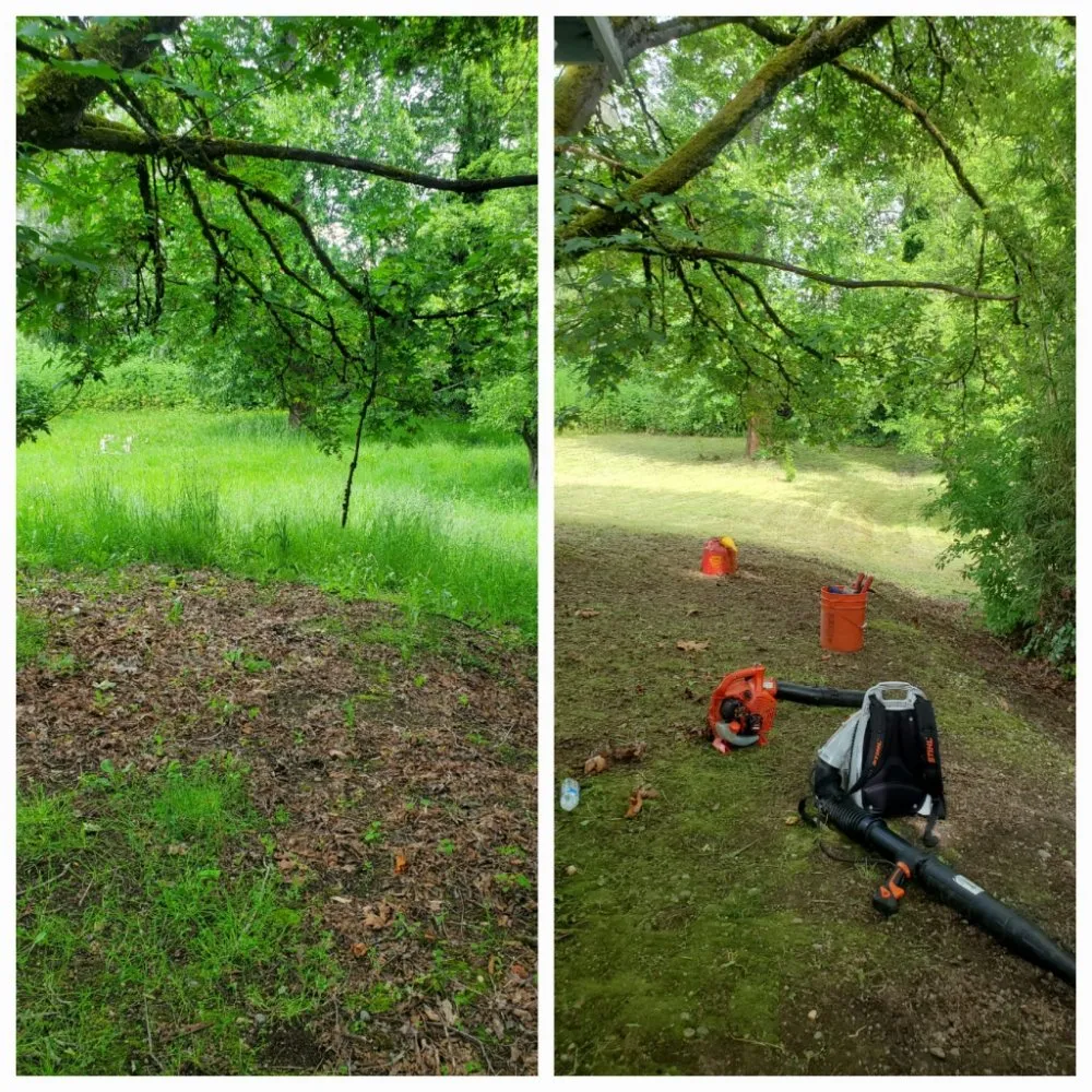Local garden landscaping in Burien, WA - Sun flowers services
