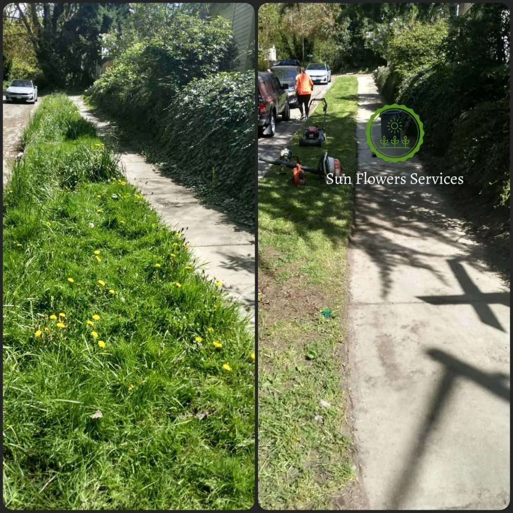 Local yard cleanup service experts serving Burien, WA - Sun flowers services