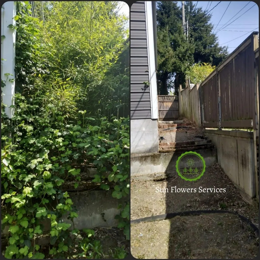 Trusted garden landscaping in Burien, WA - Sun flowers services