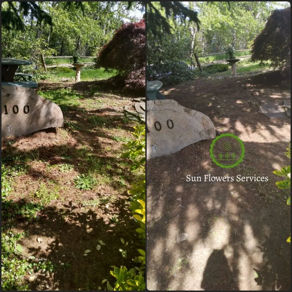Affordable landscape installation for residential properties across Burien, WA - Sun flowers services