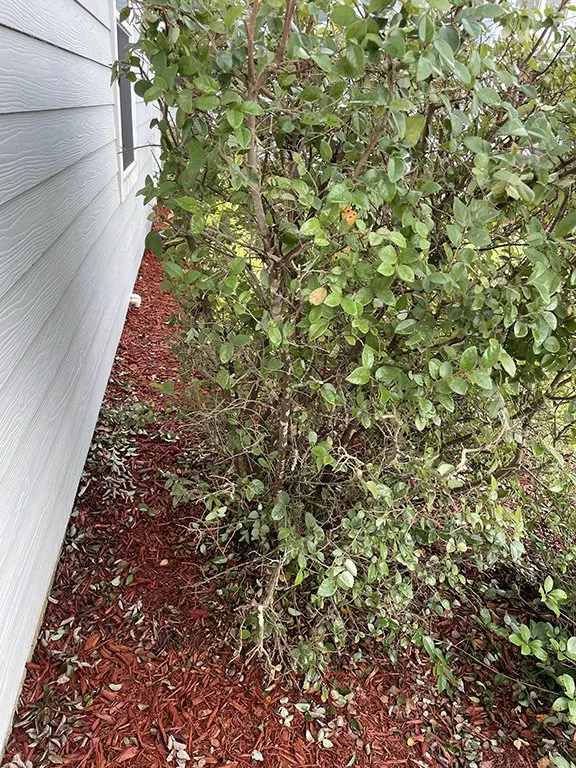 Reliable lawn care service for homes in Santa Rosa Beach, FL by Sun Lawn Care and Design
