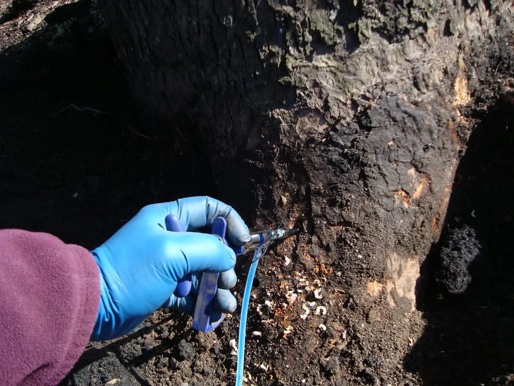 Trusted landscape installation experts serving Earleville, MD - Sun Lawn Tree & Shrub