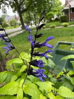 Professional yard cleanup service near you in Woodbine, MD by Sun Nurseries
