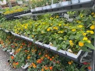 Reliable yard cleanup service experts serving Woodbine, MD - Sun Nurseries