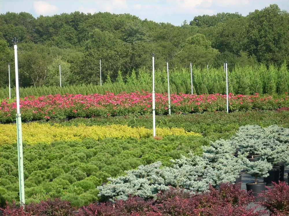Reliable lawn mowing service experts serving Woodbine, MD - Sun Nurseries