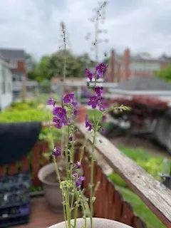 Sun Nurseries