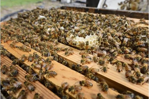 Affordable landscape design for residential properties across Edgewater, FL - Sun Splash of New Smyrna Beach