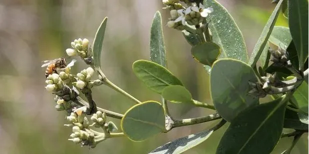 Expert lawn care service with custom design across Edgewater, FL - Sun Splash of New Smyrna Beach