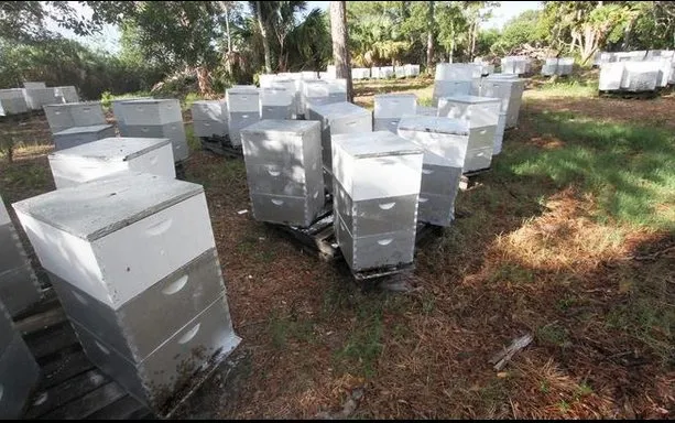 Affordable garden landscaping experts serving Edgewater, FL - Sun Splash of New Smyrna Beach