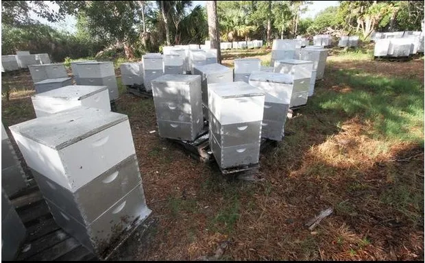 Trusted yard cleanup service experts serving Edgewater, FL - Sun Splash of New Smyrna Beach