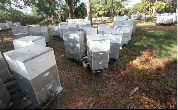 Top-rated yard cleanup service near you across Edgewater, FL - Sun Splash of New Smyrna Beach