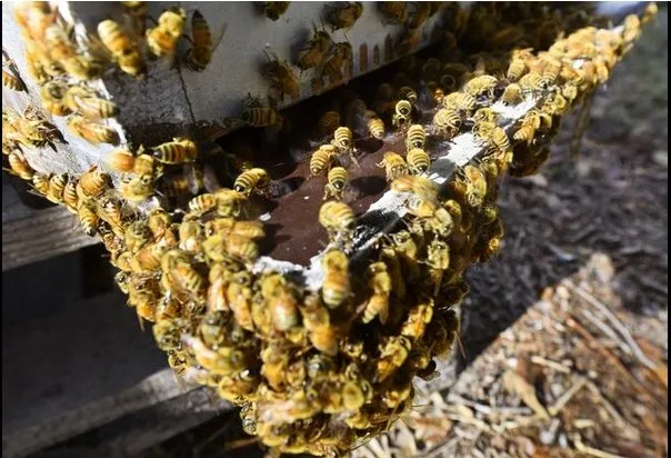 Trusted landscaping services in Edgewater, FL by Sun Splash of New Smyrna Beach