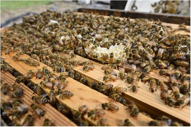 Professional garden landscaping in Edgewater, FL - Sun Splash of New Smyrna Beach