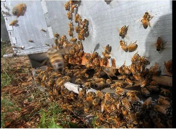 Custom landscaping services experts serving Edgewater, FL - Sun Splash of New Smyrna Beach