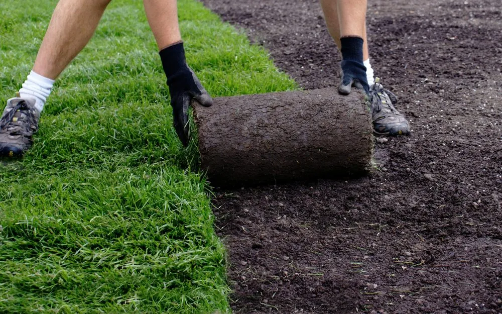 Expert yard cleanup service experts serving Parrish, FL - Sun State Landscape Management