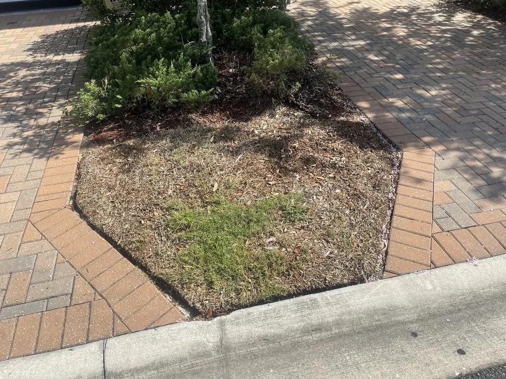 Trusted yard cleanup service in Jacksonville, FL by Sun State Nursery & Landscaping