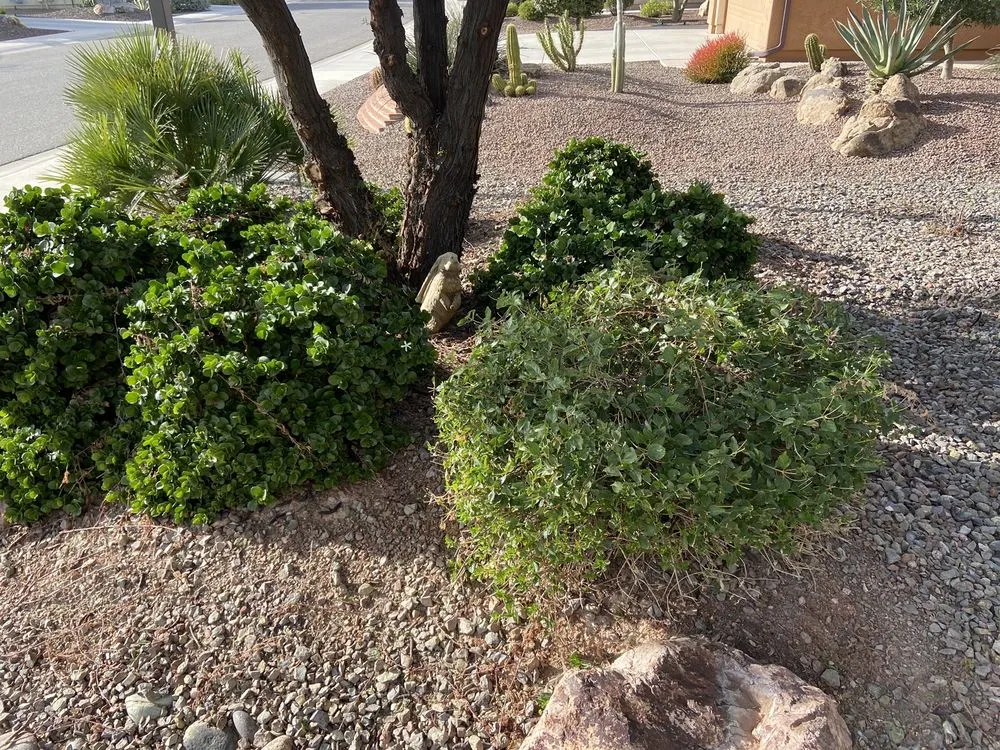 Top-rated lawn mowing service in Wittmann, AZ - Sun Valley Yard Service & Landscape