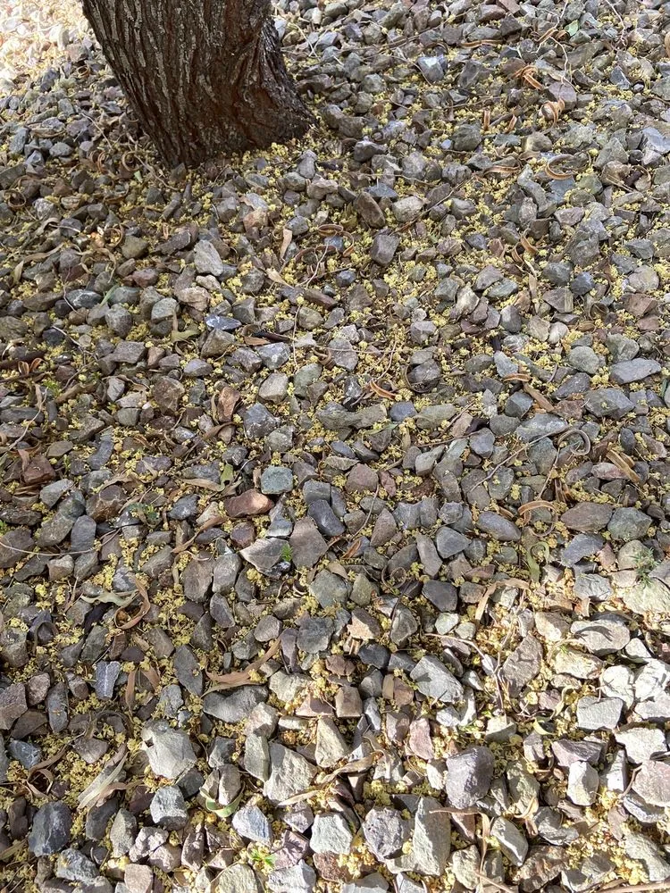 Top-rated lawn mowing service in Wittmann, AZ - Sun Valley Yard Service & Landscape