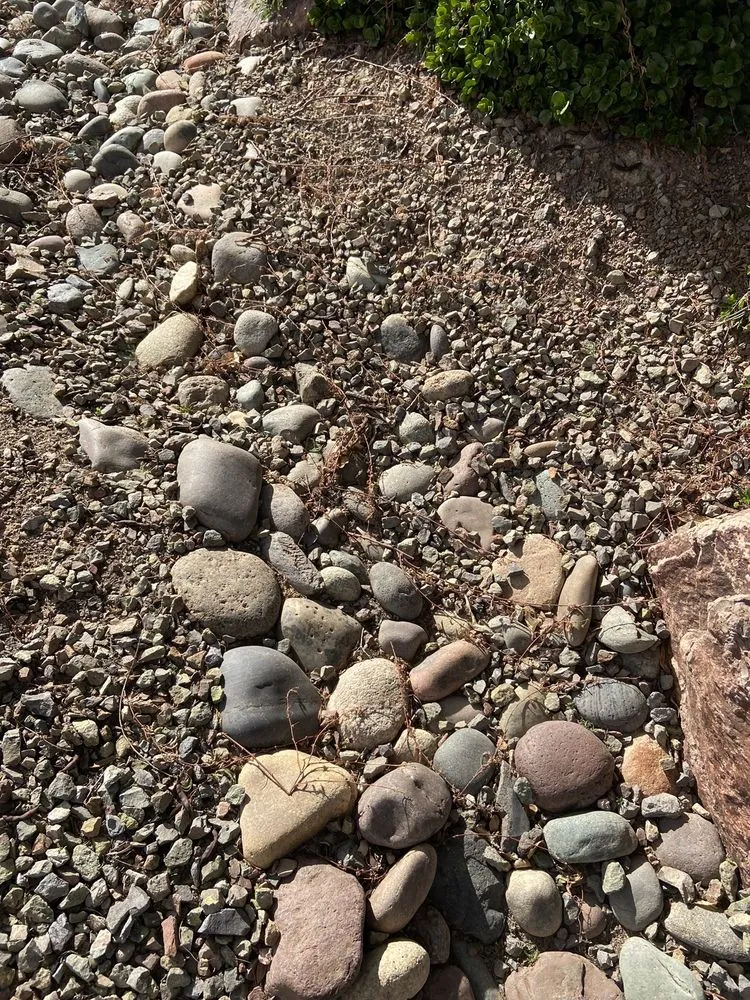 Professional yard cleanup service in Wittmann, AZ by Sun Valley Yard Service & Landscape