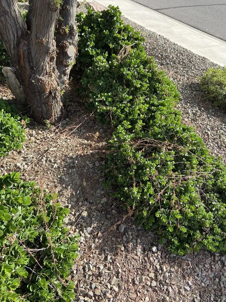 Trusted garden landscaping in Wittmann, AZ by Sun Valley Yard Service & Landscape