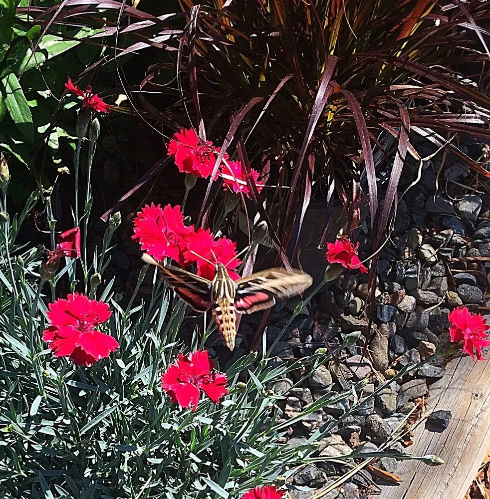 Custom outdoor landscaping experts serving Stateline, NV - Sunbasin Landscape & Nursery