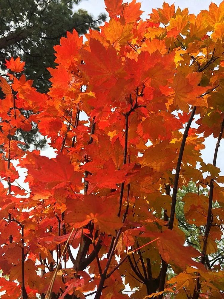 Trusted landscaping services for year-round maintenance in Stateline, NV by Sunbasin Landscape & Nursery