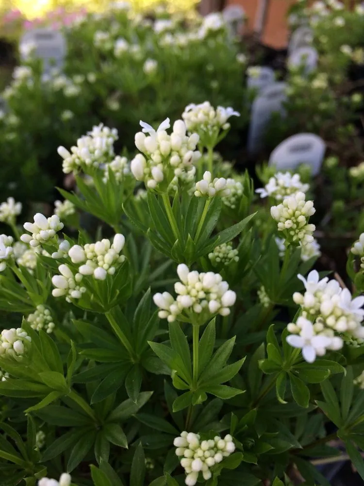 Custom residential landscaping in Stateline, NV by Sunbasin Landscape & Nursery