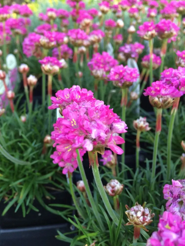 Top-rated outdoor landscaping with custom design across Stateline, NV - Sunbasin Landscape & Nursery