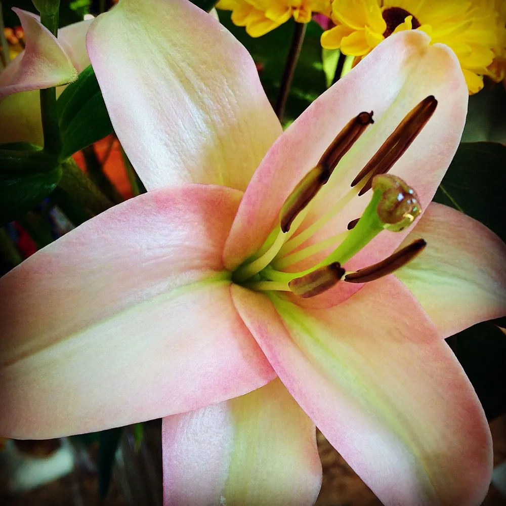 Reliable garden landscaping in Stateline, NV by Sunbasin Landscape & Nursery