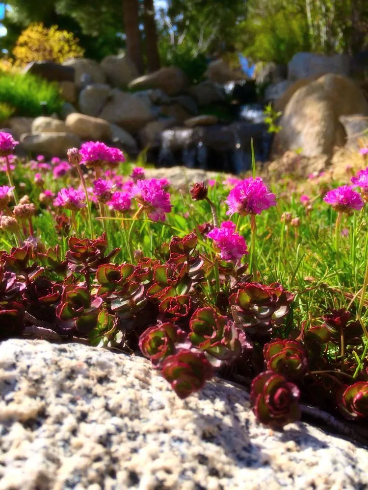 Professional garden landscaping in Stateline, NV by Sunbasin Landscape & Nursery