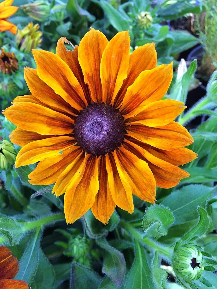 Local landscaping services in Stateline, NV - Sunbasin Landscape & Nursery