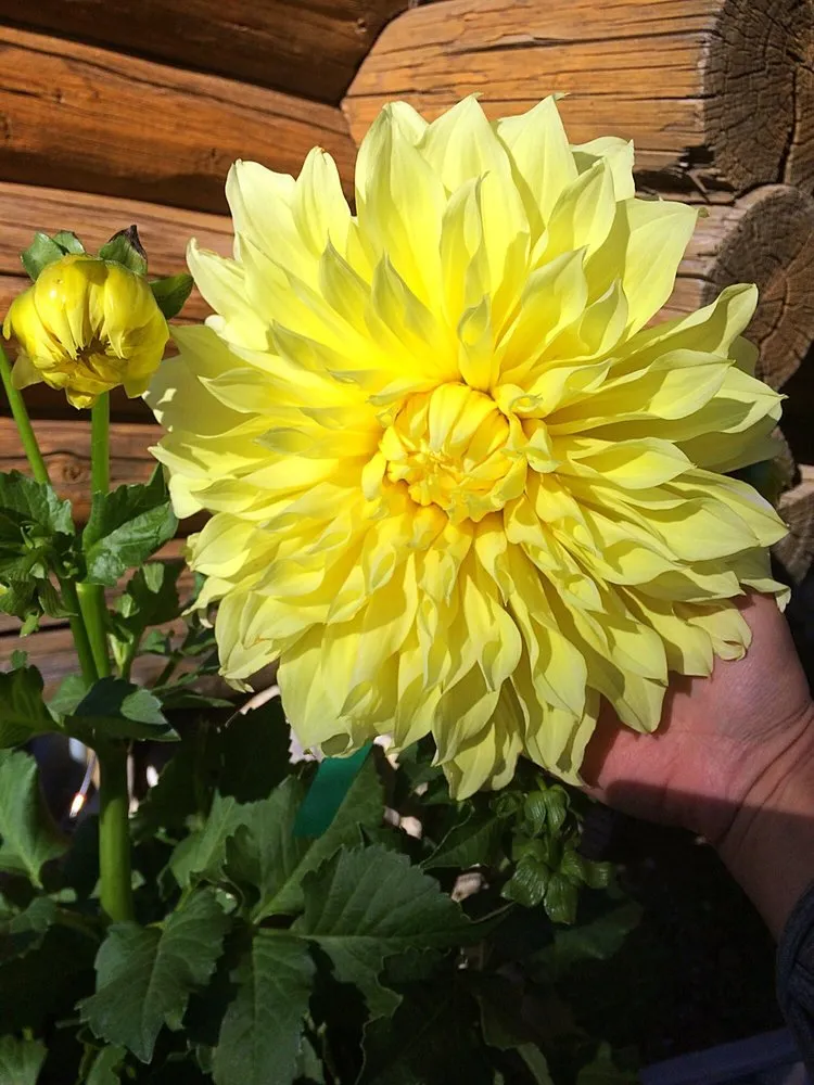 Trusted yard cleanup service experts serving Stateline, NV - Sunbasin Landscape & Nursery