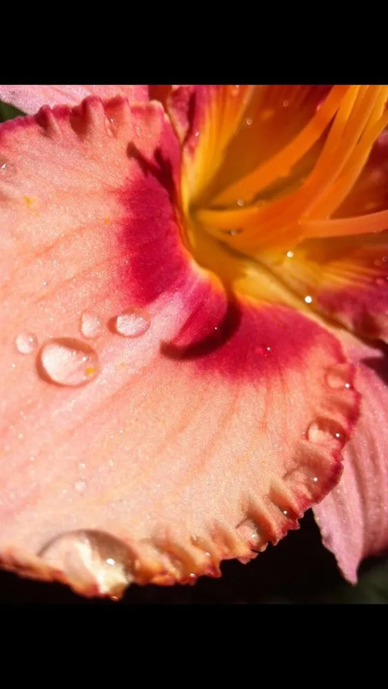 Expert landscape installation for homes in Stateline, NV by Sunbasin Landscape & Nursery