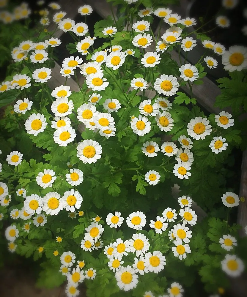 Custom garden landscaping in Stateline, NV by Sunbasin Landscape & Nursery