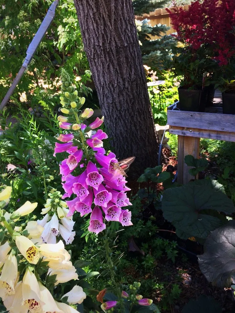 Expert landscape design in Stateline, NV - Sunbasin Landscape & Nursery