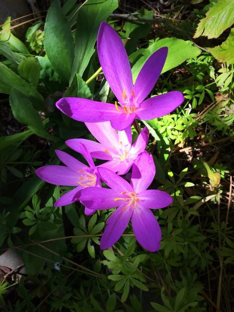 Affordable yard cleanup service in Stateline, NV - Sunbasin Landscape & Nursery