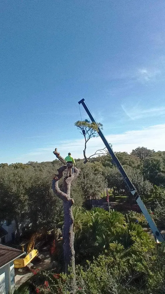 Trusted landscaping services experts serving Apopka, FL - Sunbelt Tree Service